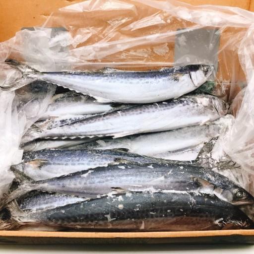 냉동수산) 삼치10kg 19/20미